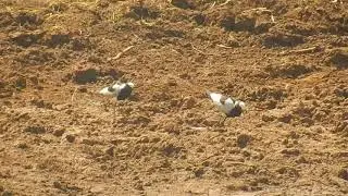 Blacksmith Lapwing