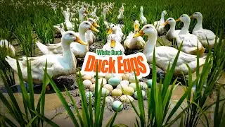 Many ducks and eggs in the fields