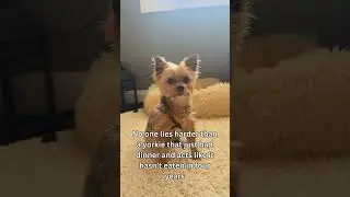 POV: Your Yorkie Just Ate But Is Auditioning for a Starvation Documentary