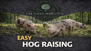 The BEST way to raise hogs in a REALLY small area!! #pork #farm #diy