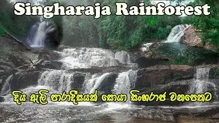 Sinharaja Rainforest | සින්හරාජ වනාන්තරය