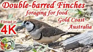 Australian Double-barred Finches (Stizoptera bichenovii) foraging for food