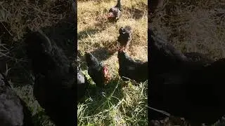 Animali da cortile