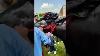 Murrha Bull breedar IIMT u #cow #animals #murrabullcompetition #youtubeshorts #vidhayak  26