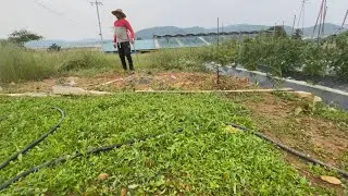 planting In south korea 🪴 අදත් ආවා පැල ටිකක් හිටවන්න. කොරියාවේ ගොවිතැන් කරන අපි 🥹🫣😁🇰🇷