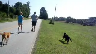 Couple Running With Their Dogs In Hartwell, GA on May 27th.