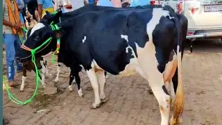Baktiyarpur Pashu Mandi  Patna Bihar 
