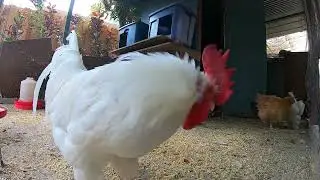 Backyard Chickens Relaxing Chicken Run Video Sounds Noises Hens Clucking Roosters Crowing!