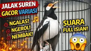 Jalak Suren Gacor Variasi | Ngalas Ngerol Nembak Full Isian