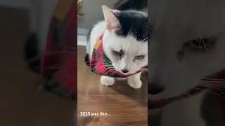 #2024 #2023 #happy2024 #cats #catsofinstagram #catsofyoutube #cat