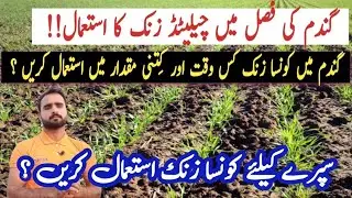 How to use EDTA chelated zinc in wheat | Headland zinc vs liberal zinc | Agriculture info by Taseen