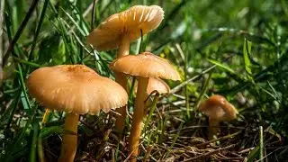 Marasmius oreades. Senderuela. Curso de setas. Clase Nº 5. Setas.