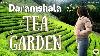 Exploring Dharamshala Tea Gardens | Scenic Skyway Ride to Mcleodganj