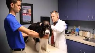Tampa Veterinarian - In the Exam Room with Dr. Welborn North Bay Animal & Bird Hospital
