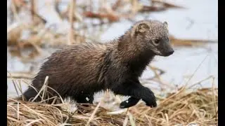 Vermont Allows Traps Proven Ineffective at Killing Fishers in Lab Tests