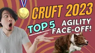 Agility Face-Off: Top 5 Exceptional Intermediate & Large Dog Contenders! #dogagility