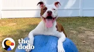 Pittie Is Obsessed With This Giant Ball | The Dodo