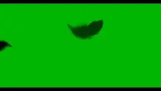 Black feather falling Green screen  - No copyrights