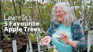 5 Apple Trees To Grow In The Fraser Valley | Apple Tree Varieties | Mason Bee Pollination