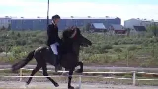 Landsmot 2012 Slow Motion Shots At The Breeding Track, Great Horses and Nice Movements