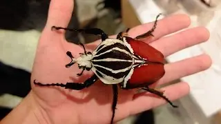 Goliathus goliatus - !GOLIATH BEETLE / GOLIATHK&Auml;FER!