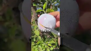 🍎 WHITE APPLES: Real or Fake? 🍏 #whiteapple