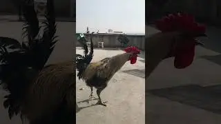 Long Singing Denizli Rooster🧿 #denizlihorozu #horoz #chicken #rooster #tavuk #denizli #farm #comedy