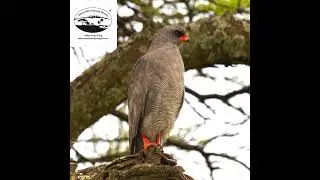 This Picture Was Taken ... Chanting Goshawks