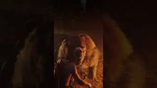 Golden spirit bear jumpscare #rdrfunny #rdrgameplay #rdo #gaming #rdrd2 #reddeadonline #rdr2