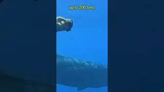 Unveiling the Giants of the Animal Kingdom