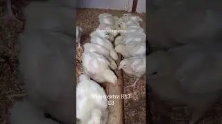 video extra K13 E8 of brooding chicks #brooding #broiler #chicks #backyardchickens