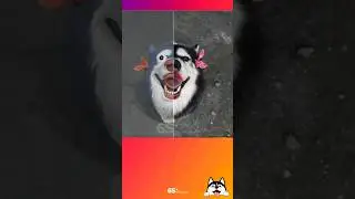 Funny husky turn into clay 🐶 | #dogclay #clay #husky #6ssprise