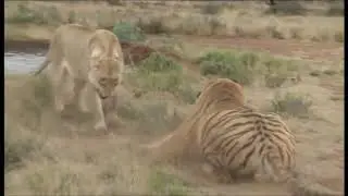 Сафари в Саванне