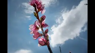 Peach trees blossom in New Jersey