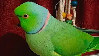 Ring Neck Parrot Live 🦜 Happy republic day ❤️