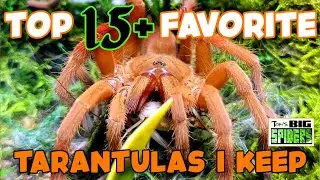 Мои ТОП-15+ любимых тарантулов... на данный момент