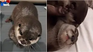 Otter Hazel and Pushan such a cutie babies|Otternoise| Cute Otter