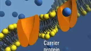 Carrier Protein