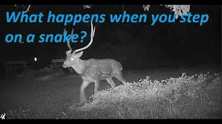 Backyard Trail Cam Moments  Episode #196