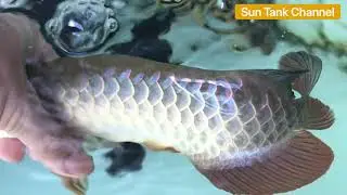 Review hasil percobaan Golden High Back White Tank +Sinar Matahari +Lampu Putih (1 Nov-1 Dec 2020)