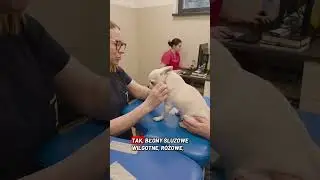 10-letni LEONEK jedzie do kardiologa, czyli lepiej zapobiegać niż leczyć👍