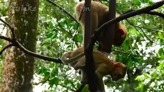 Youlike Monkey Dom 2 4