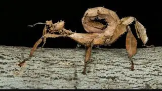 NAISSANCE PHASME SCORPION# LE TRAPPEUR PICARD