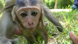 Newborn monkey 2018, It just born baby monkey, It is so cute one