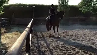PRE stallion for Sale - TOPACIO &ndash; Dressage Prospect (6 y/o &ndash; 1.62 m &ndash; Ideal for all riders &ndash; Spain)