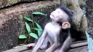 Much Pity poor small new baby Timo lost conscious when fall down on the stone by Brother baby Donny