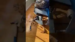 Glued down Hardwood floor removal #satisfying #asmrsounds #asmr #2024 #shortvideo #machine #wood