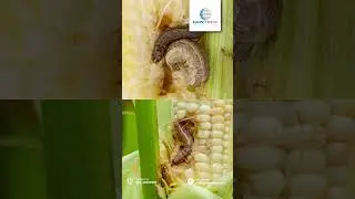 Fall armyworm control #gentech #fallarmyworm #agriculture #youtube #shorts #maize #fertigenextra