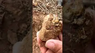 Finding Natural Agate Gemstones At The Mountain, Unbelievable Find  #crystals #quartz #gemstone