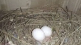 تربية اليمام البري مفاجائه اخر الفيديو